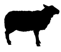 Kauartikel von Schaf und Lamm Schmackhaftes...