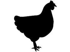 Spezialitäten vom Geflügel Große Auswahl an...