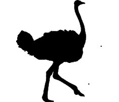 Leckerer Straussen Kauartikel direkt aus...