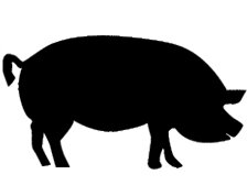 Kauartikel vom Schwein