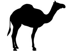Kauartikel vom Kamel