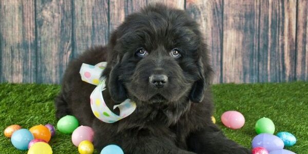 Ostern für mich bitte ohne Schokolade - Ostern für mich bitte ohne Schokolade