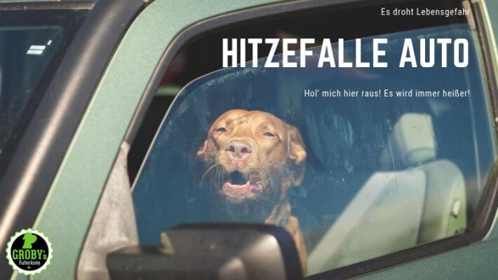 Hitzefalle Auto – Lebensgefahr für Tiere - Hitzefalle Auto – Lebensgefahr für Tiere