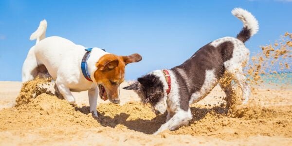 Ab ans Meer – Mit dem Hund an den Strand - Ab ans Meer – Mit dem Hund an den Strand