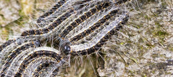 Vorsicht Eichenprozessionsspinner – Gefahr für Mensch und Tier - Vorsicht Eichenprozessionsspinner – Gefahr für Mensch und Tier