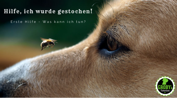 Hilfe ein Insektenstich! – Was kann ich tun? - Hilfe ein Insektenstich! – Was kann ich tun?