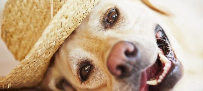 Achtung Hitze - Wie beuge ich den Hitzschlag bei meinem Haustier vor? - Achtung Hitze - Wie beuge ich den Hitzschlag bei meinem Haustier vor?