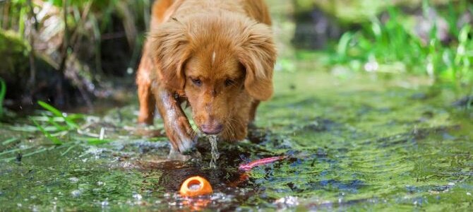 Ab ins Wasser – Das perfekte Wasserspielzeug für deinen Hund - Ab ins Wasser – Das perfekte Wasserspielzeug für deinen Hund