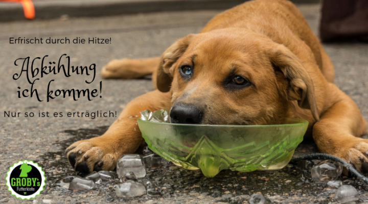 Abkühlungsideen für deinen Vierbeiner – Erfrischt durch die Hundstage - Abkühlungsideen für deinen Vierbeiner – Erfrischt durch die Hundstage