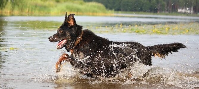 Achtung Blaualgen – Vergiftungsgefahr für den Hund - Achtung Blaualgen – Vergiftungsgefahr für den Hund