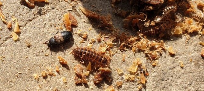 Mitesser Speckkäfer - Wenn es im Kauartikel krabbelt - Mitesser Speckkäfer - Wenn es im Kauartikel krabbelt