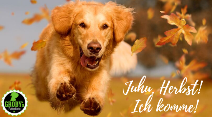 Gesund und fit – Gemeinsam mit dem Hund durch den Herbst - Gesund und fit – Gemeinsam mit dem Hund durch den Herbst