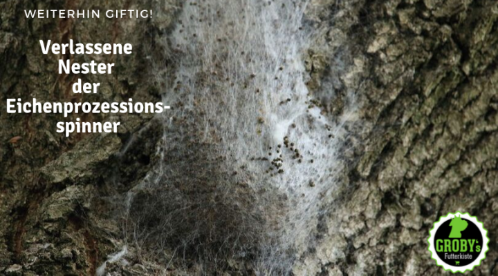 Verlassene Nester der Eichenprozessionsspinner weiterhin giftig - Verlassene Nester der Eichenprozessionsspinner weiterhin giftig