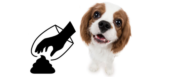 Hundekot – Hinterlassenschaften sollten nicht liegen bleiben - Hundekot – Hinterlassenschaften sollten nicht liegen bleiben