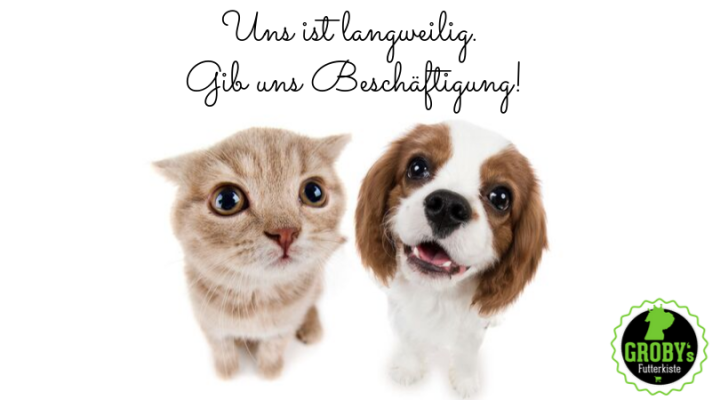 Hundekot – Hinterlassenschaften sollten nicht liegen bleiben - Hundekot – Hinterlassenschaften sollten nicht liegen bleiben