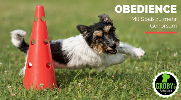 Hundesport: Obedience Training – Mit Spaß zu mehr Gehorsam - Hundesport: Obedience Training – Mit Spaß zu mehr Gehorsam