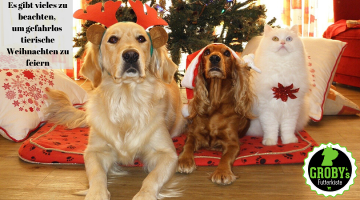 Tierische Weihnachten – So feiert ihr gefahrlos Weihnachten mit eurem Vierbeiner - Tierische Weihnachten – So feiert ihr gefahrlos Weihnachten mit eurem Vierbeiner