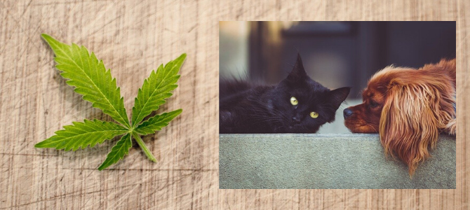 Hanf in der Tierernährung – Was bewirkt es bei Hund und Katze? - Hanf in der Tierernährung – Was bewirkt es bei Hund und Katze?