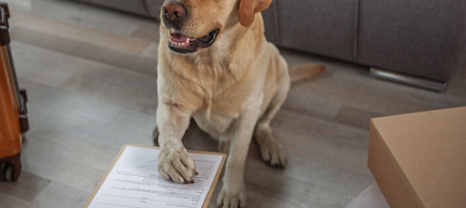 Gekennzeichnet – Doch auch bei Tasso und dem niedersächsischen Hunderegister gemeldet? - Gekennzeichnet – Doch auch bei Tasso und dem niedersächsischen Hunderegister gemeldet?