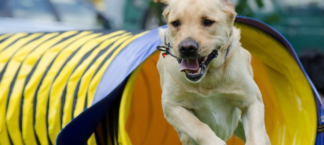 Hundesport Agility – Mit Spaß durch den Hindernisparcours - Hundesport Agility – Mit Spaß durch den Hindernisparcours