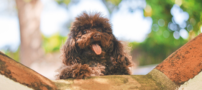 DIY Hundeparcours – Agility Hindernisse selbst gebaut - DIY Hundeparcours – Agility Hindernisse selbst gebaut