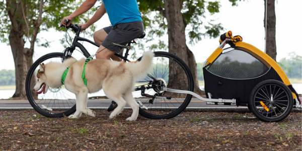 Fahrradfahren mit dem Hund – Teil 2: So startest du das Training - Fahrradfahren mit dem Hund – Teil 2: So startest du das Training