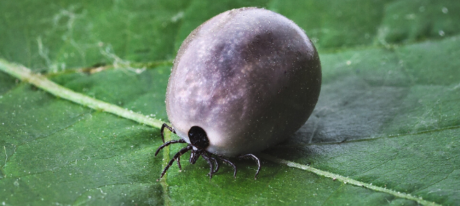 Zeckengefahr – krank durch einen Zeckenbiss - Zeckengefahr – krank durch einen Zeckenbiss