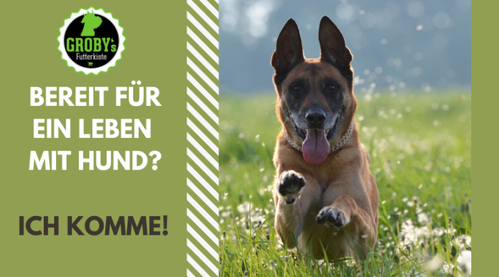 Es ist so weit – Dein Hund zieht ein - Es ist so weit – Dein Hund zieht ein