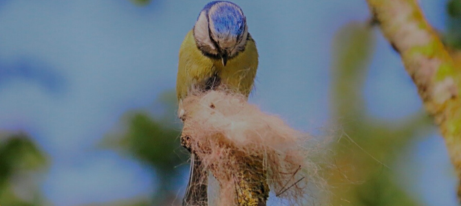 Studie wirft Fragen auf – Sind Fellreste von Haustieren für Jungvögel-Sterben verantwortlich? - Studie wirft Fragen auf – Sind Fellreste von Haustieren für Jungvögel-Sterben verantwortlich?