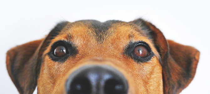 DIY Schnüffelspielzeug für Hund und Katz – Schnüffelspaß mit Klopapierrollen - DIY Schnüffelspielzeug für Hund und Katz – Schnüffelspaß mit Klopapierrollen