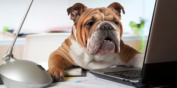 Wuffige Kollegen – Hunde im Büro - Wuffige Kollegen – Hunde im Büro