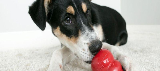 Rezeptideen – Befülle deinen KONG - Rezeptideen – Befülle deinen KONG