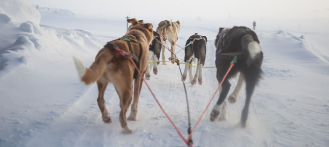 Zughundesport – Lass dich durch die Kraft deines Hundes ziehen - Zughundesport – Lass dich durch die Kraft deines Hundes ziehen