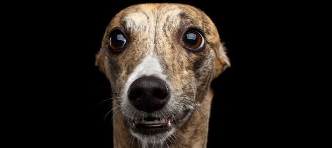 Bundesweiter Warntag – Wichtige Informationen für Tierhalter - Bundesweiter Warntag – Wichtige Informationen für Tierhalter