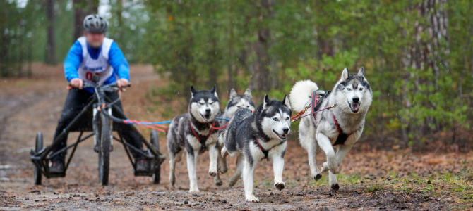 Mush – Die ersten Schritte im Zughundesport - Mush – Die ersten Schritte im Zughundesport