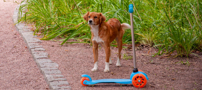 Zughundesport Dogscooting – Unterwegs mit dem Dogscooter - Zughundesport Dogscooting – Unterwegs mit dem Dogscooter
