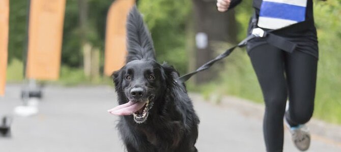 Joggen mit dem Hund - So werdet Ihr gemeinsam fit! - Joggen mit dem Hund - So werdet Ihr gemeinsam fit!