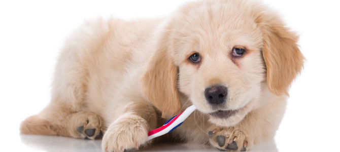 Zahnwechsel bei Hunden und Katzen - Wenn die Zahnfee kommt - Zahnwechsel bei Hunden und Katzen - Wenn die Zahnfee kommt