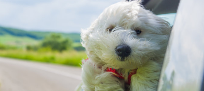 Sicher mit deinem Hund den Fahrtwind um die Nase wehen lassen - Sicher mit deinem Hund den Fahrtwind um die Nase wehen lassen
