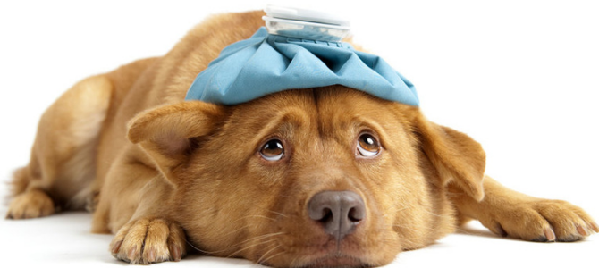 Zwingerhusten – Achtung er hustet! - Zwingerhusten – Achtung er hustet!