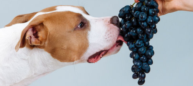 Rosinen - Vergiftungsgefahr für Hunde in der Vorweihnachtszeit - Rosinen - Vergiftungsgefahr für Hunde in der Vorweihnachtszeit