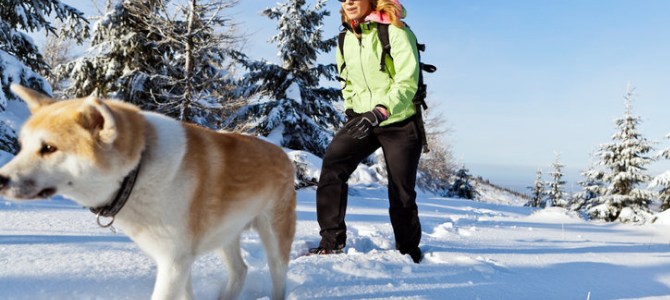 Winterabenteuer mit Hund – Vorsichtsmaßnahmen und Erste Hilfe - Winterabenteuer mit Hund – Vorsichtsmaßnahmen und Erste Hilfe
