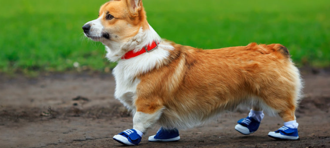 Hundeschuhe – So läufst du sie passend mit deinem Hund ein - Hundeschuhe – So läufst du sie passend mit deinem Hund ein