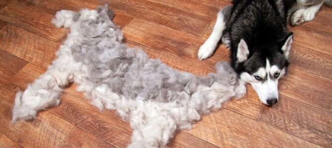 Fell wechsle dich - Nahrungsergänzungsmittel unterstützen - Fell wechsle dich - Nahrungsergänzungsmittel unterstützen