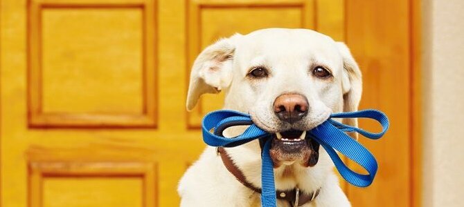 Ab an die Leine - Leinenpflicht in Deutschland - Ab an die Leine - Leinenpflicht in Deutschland