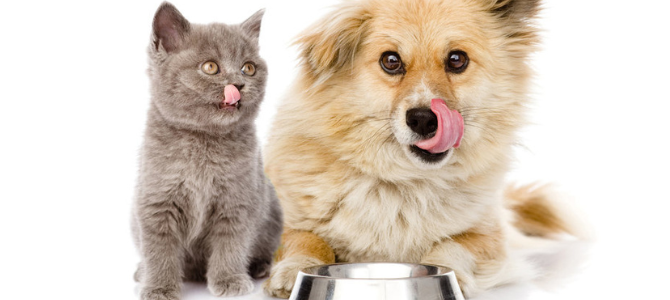 Vorsicht – Warum deine Katze kein Hundefutter fressen sollte und andersherum - Vorsicht – Warum deine Katze kein Hundefutter fressen sollte und andersherum