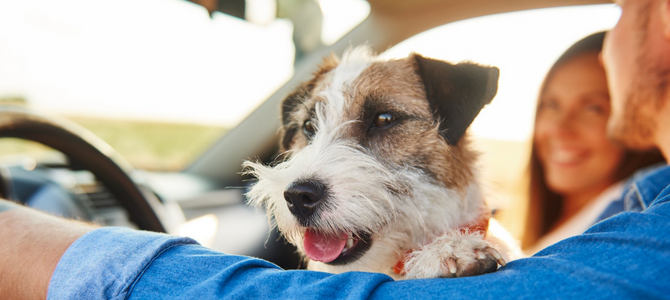 Auto fahren mit Hund – Sicher unterwegs - Auto fahren mit Hund – Sicher unterwegs