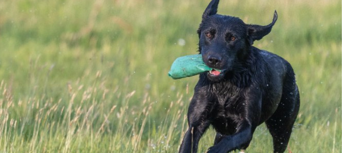 Futterdummy – Start ins Apportiertraining mit deinem Hund - Futterdummy – Start ins Apportiertraining mit deinem Hund