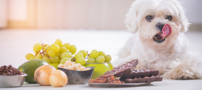 Obst und Gemüse – Was darf mein Hund fressen, was ist giftig? - Obst und Gemüse – Was darf mein Hund fressen, was ist giftig?