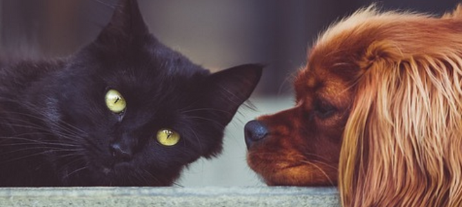 Abwechslung und Beschäftigung – DIY Hundespiele für drinnen, auch für Katzen - Abwechslung und Beschäftigung – DIY Hundespiele für drinnen, auch für Katzen